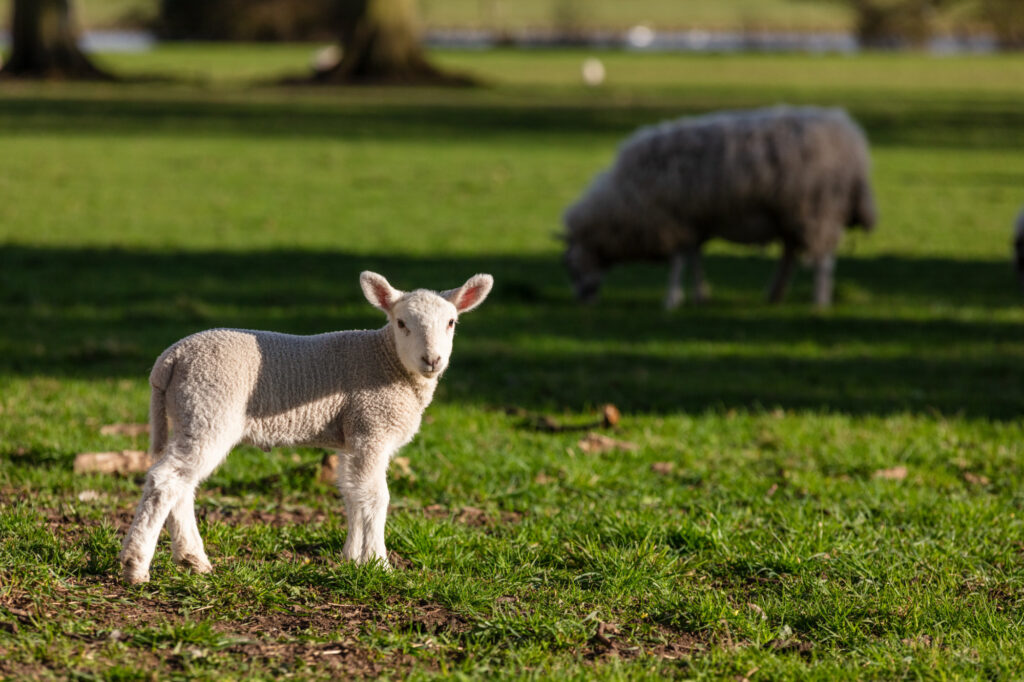 Unravelling farming partnerships: has your farm inadvertently become a shared partnership asset? featured image